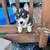 (<b>Redding</b>) We have the perfect gift that will give love for years to come. . Redding pets craigslist